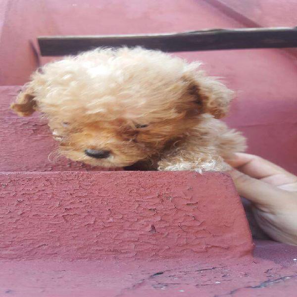 Caniche Microtoy