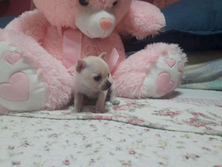 Chihuahua Mini Beige Y Blanca