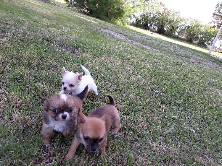 Chihuahuas Padres de Pedigree