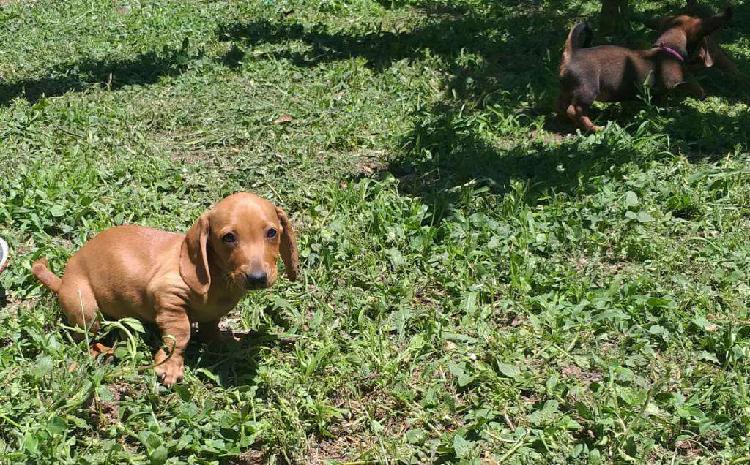 Dachshund Standard Machitos