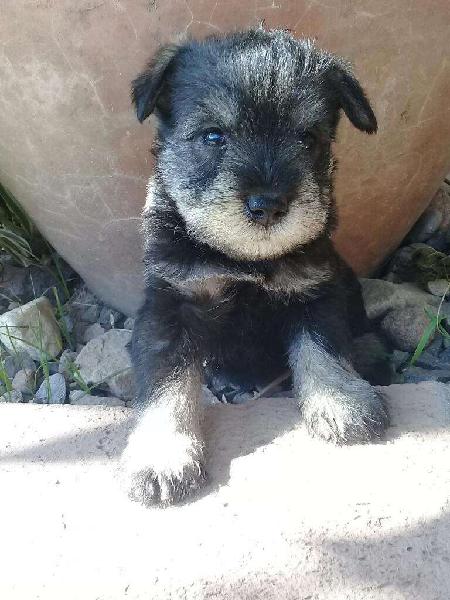 Eschnauzer Mini