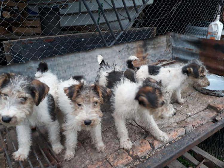 FOX TERRIER MACHOS Y HEMBRAS