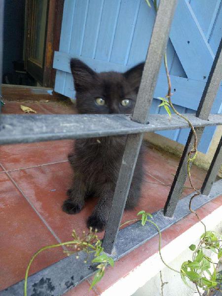 Gatita para adopción responsable.