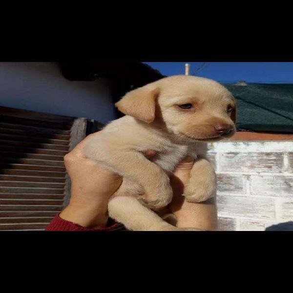 Golden machos y hembras de padres con pedigree. Excelente