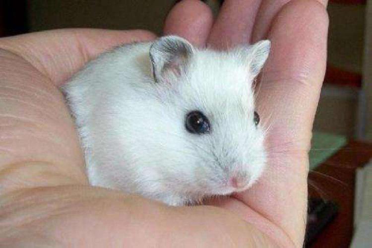 Hamsters Rusos Blancos