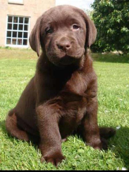 Hembra Labrador Chocolate