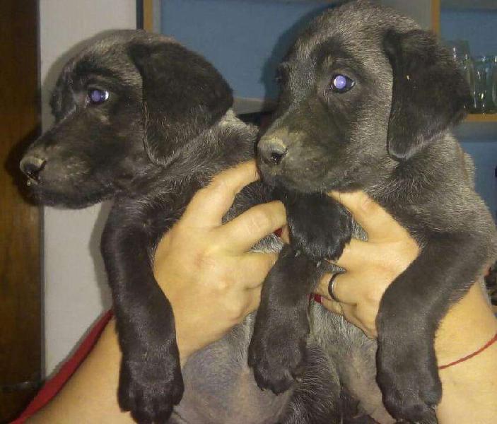 Labradora Retriever