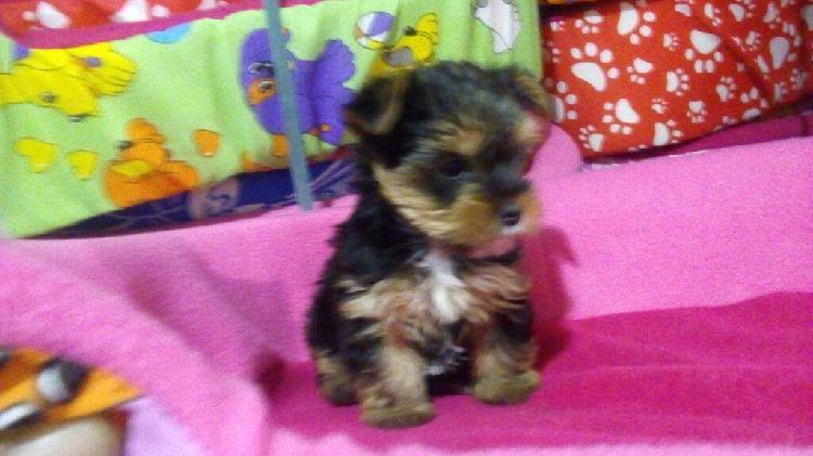 Preciosa Yorki Mini Hembra