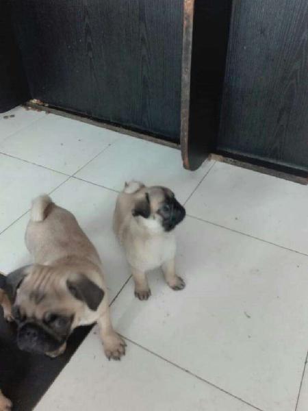 Pug Cachorras