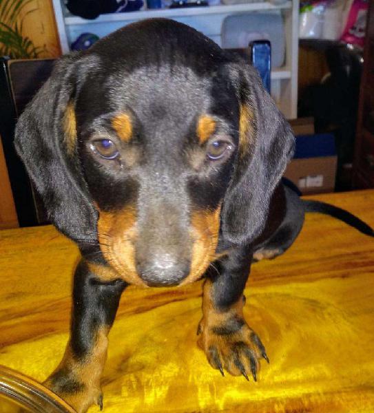 Salchichas Dachshund