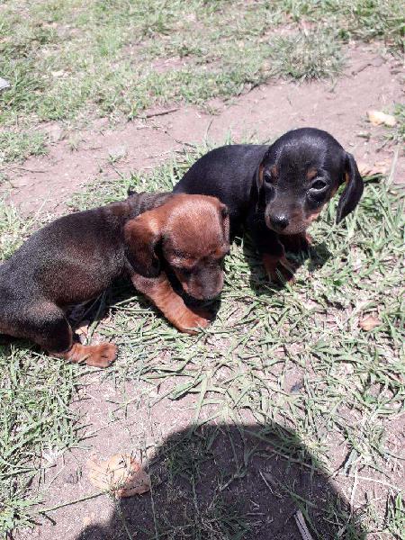 Salchichas Macho Y Hembra