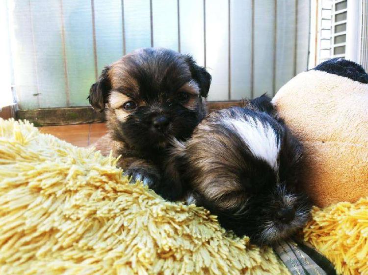 Se Venden Cachorros Shih Tzu