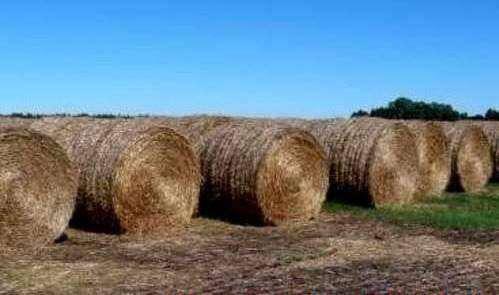 VENTA de Rollos de Pastura GRAMA