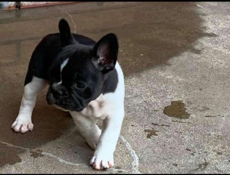 Vendo Bulldogs Frances Machitos Y Hembra