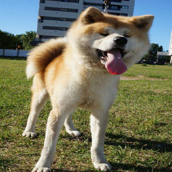 Vendo Cachorros Akita Inu