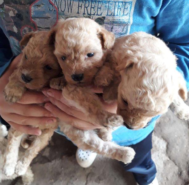 Vendo Hermosos Cachorritos Caniche Micro