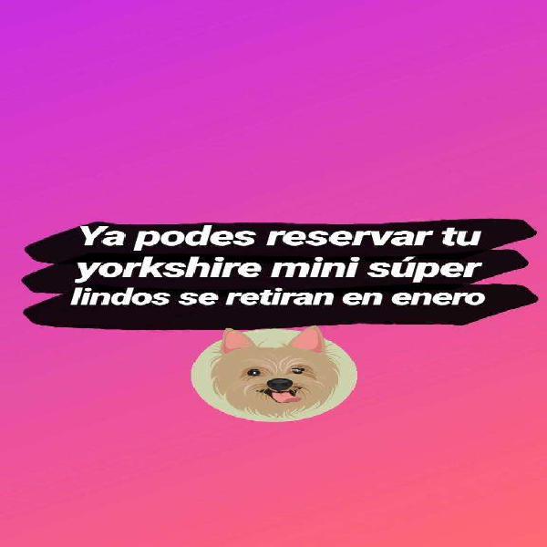 Yorkshire Mini