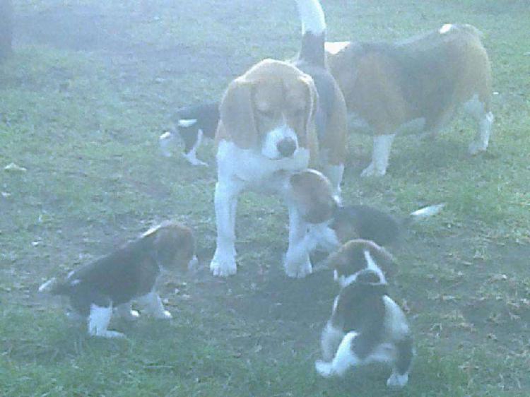cachorros beagles excelente pedigree