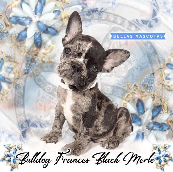 miralo y enamorate! tu bulldog frances exotico black merle