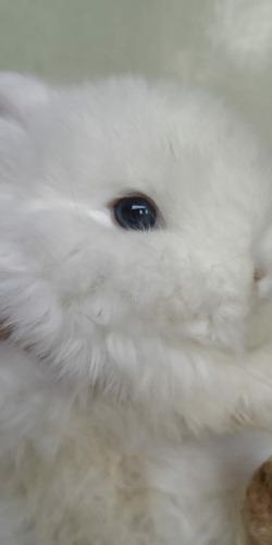 Conejitos Holland Lop Orejas Caidas