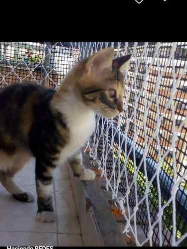 Redes Proteccion Para Mascotas Y Niños Balcones Ventanas