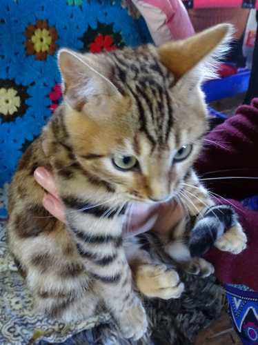 Gato Bengal Entero Con Excelente Pedigree