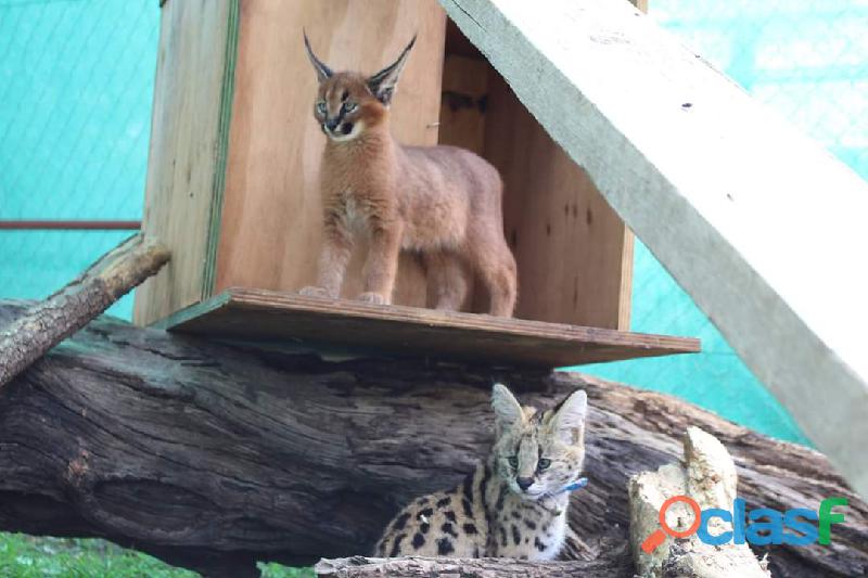 venta de gatitos serval, savannah y caracal