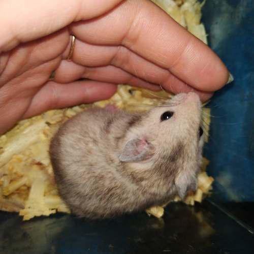 Hamsters Sirios Bebés
