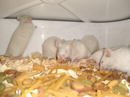 Ratón De Laboratorio Albino, Saltarines, Mamones.