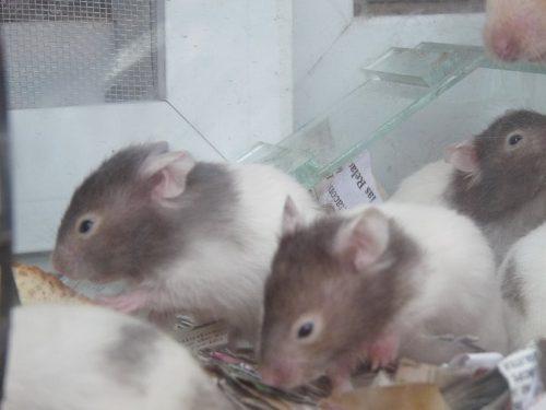 Vendo Hamsters Sirios Bien Alimentados En Zarate