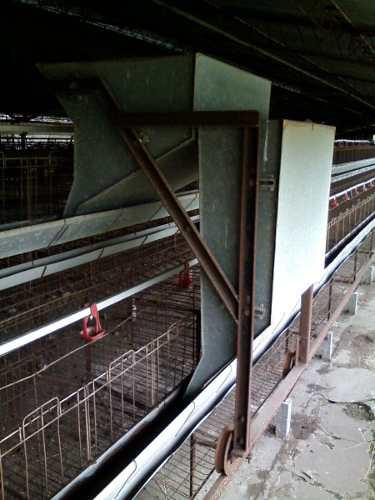 Jaulas Para Gallinas Ponedoras