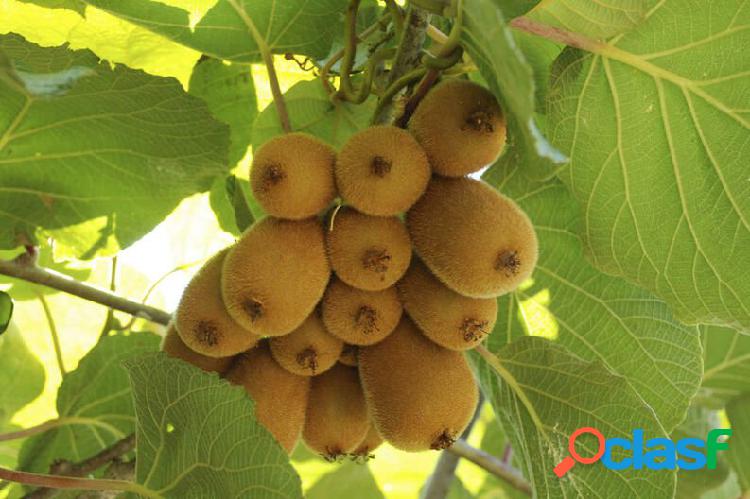 VENTA LOTE DE TERRENO CON PLANTACION DE KIWI.