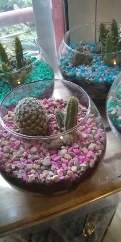Terrarios Y Cactus