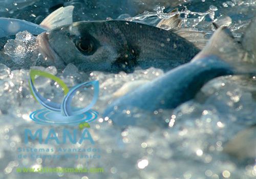 Contribuye al medio ambiente criando tilapia