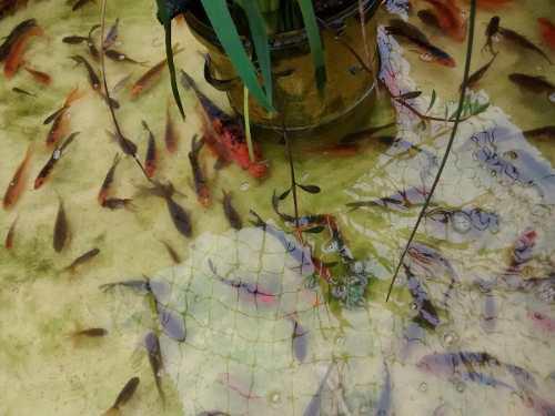 Peces Carpas Koi De Estanque 7 Cm