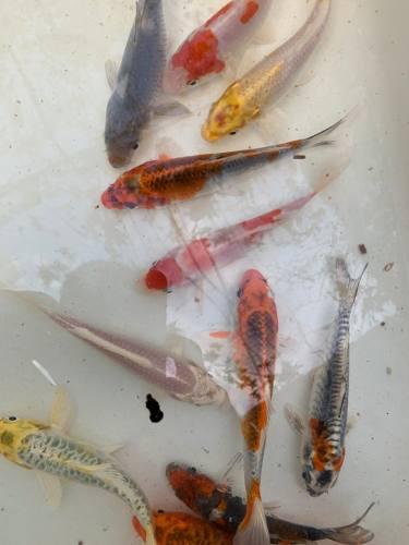 Peces Koi Importadas De Singapur 10 Cm Calidad Japonesa