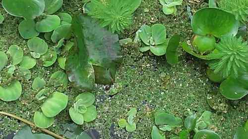 Plantas Acuáticas Y 10 Peces Madrecita