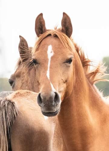 Caballo Arabe Potrillos Inscriptos