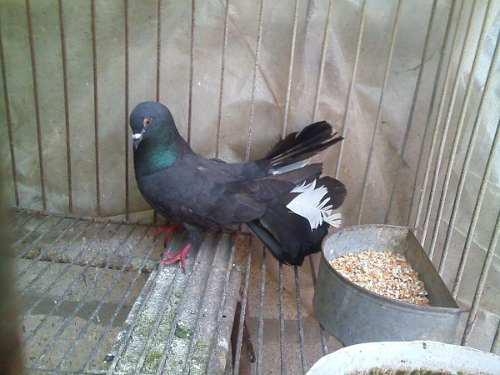 Palomas Abanicos Mar Del Plata