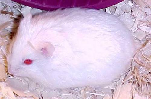 Hamsters Rusos Blancos
