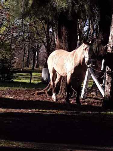 Caballo