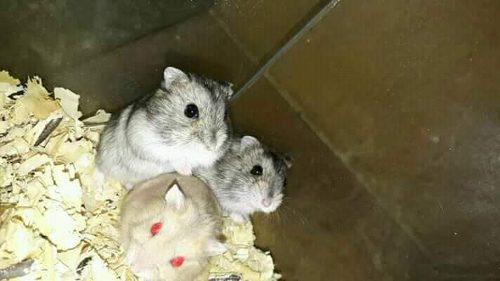 Hamsters Sirios