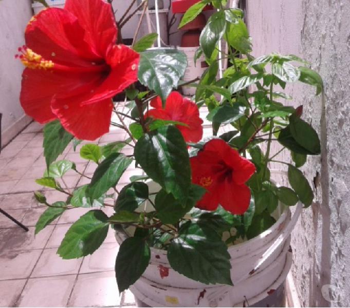 Rosa China, roja, muy florida, 70cm, en 20 litros