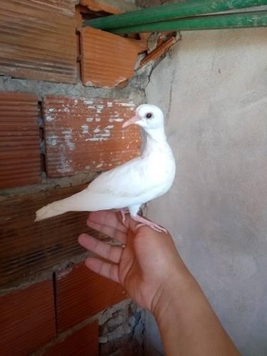 Palomas Tórtolas De Mago