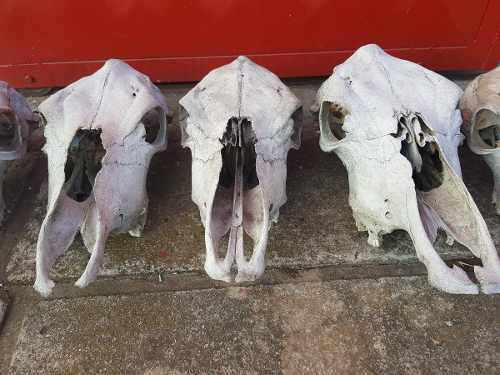 Cráneo De Vaca - Huesos - Cabeza - Cuernos