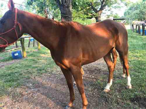 Caballo De Polo Jugador (muy Manso)