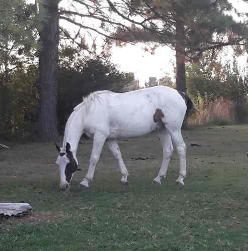 Vendo Caballo