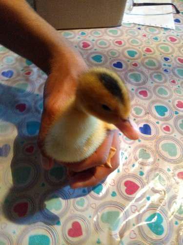 Patitos Pekín Y Pollitos (parrilleros,ponedoras,bataraz)