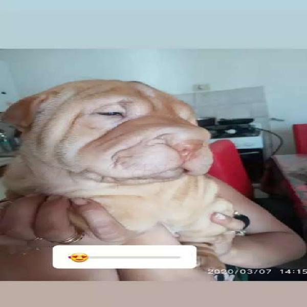 Hermosooos Shar pei