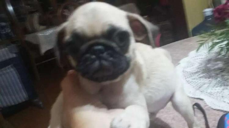 Pug carlino